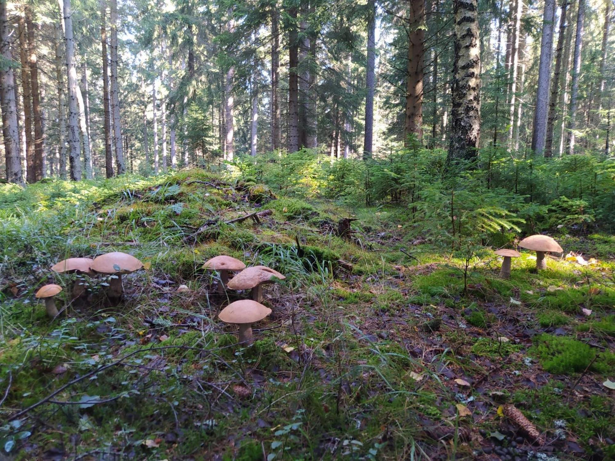 Chata Plesivka Abertamy Luaran gambar